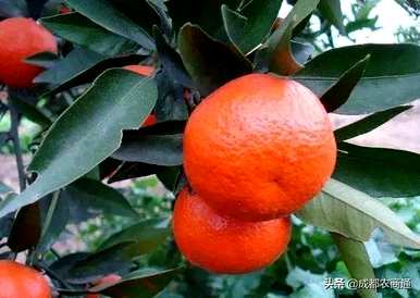 如何种植砂糖橙的技术，用什么土壤种植砂糖橙？