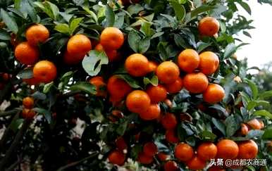 如何种植砂糖橙的技术，用什么土壤种植砂糖橙？