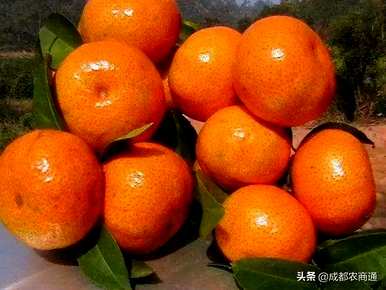 如何种植砂糖橙的技术，用什么土壤种植砂糖橙？