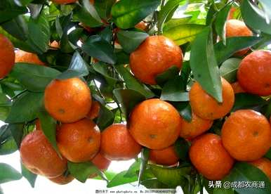 如何种植砂糖橙的技术，用什么土壤种植砂糖橙？