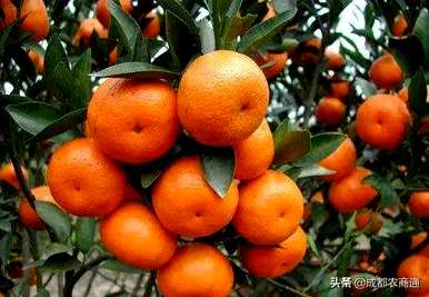 如何种植砂糖橙的技术，用什么土壤种植砂糖橙？