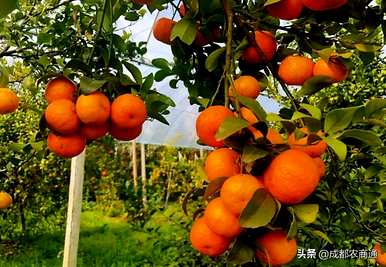 如何种植砂糖橙的技术，用什么土壤种植砂糖橙？