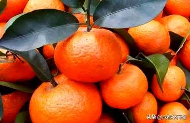 如何种植砂糖橙的技术，用什么土壤种植砂糖橙？