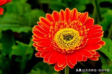扶郎花的花语和寓意，各种颜色的扶郎花花语