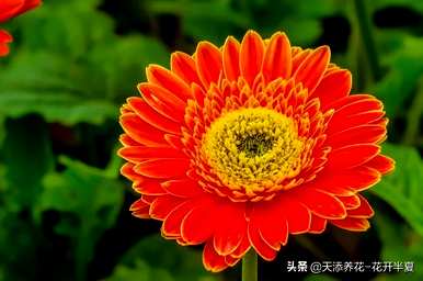 扶郎花的花语和寓意，各种颜色的扶郎花花语
