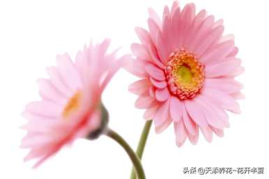 扶郎花的花语和寓意，各种颜色的扶郎花花语