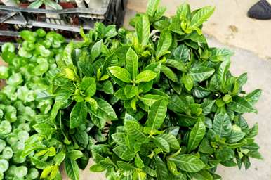 栀子生长旺盛，没有花蕾，栀子怎么养才能更旺盛？