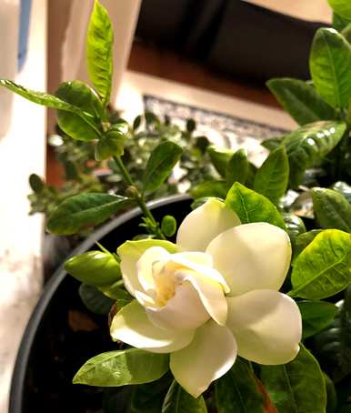 栀子生长旺盛，没有花蕾，栀子怎么养才能更旺盛？