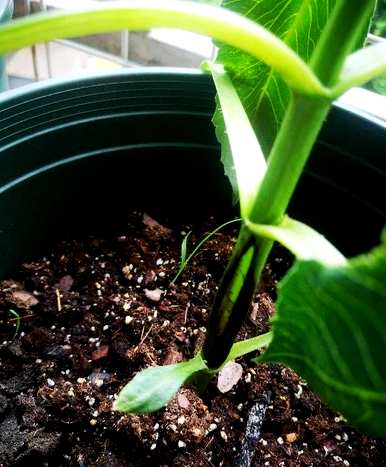 大丽花种植方法图片齐全，进口大丽花种植方法图片