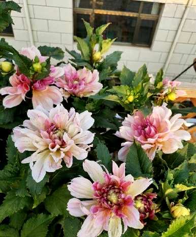 大丽花种植方法图片齐全，进口大丽花种植方法图片