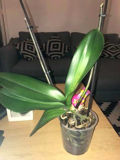蝴蝶兰是如何培育的，大棚蝴蝶兰是如何培育的？