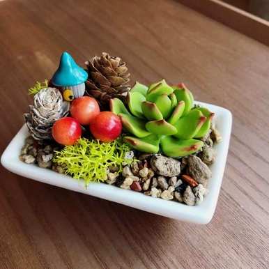 如何养多肉，颗粒土养多肉