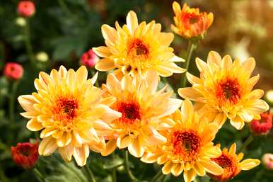 菊花的意思是什么，橙菊花的意思是什么？