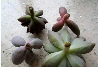 多肉碧玉莲能水培多肉水培方法是什么？