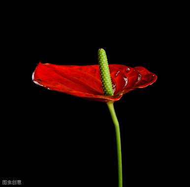 红掌怎么能不断开花，红掌怎么能不断开花？