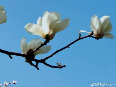 什么是春天的代表性植物，什么是春天的代表性植物？