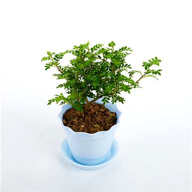 家适合养清香木吗？家适合养清香木吗？