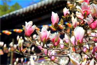 什么品种的玉兰花最好，什么品种的玉兰花最好