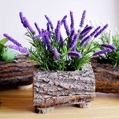 薰衣草花怎么养？薰衣草能在水中繁殖吗？
