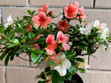 哪些品种的杜鹃花好养？