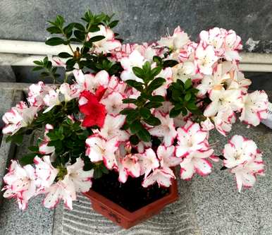 哪些品种的杜鹃花好养？