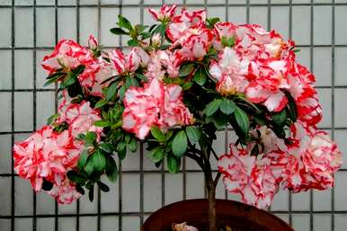 哪些品种的杜鹃花好养？