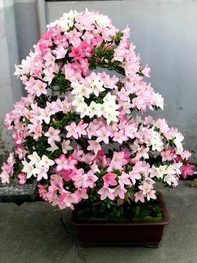哪些品种的杜鹃花好养？