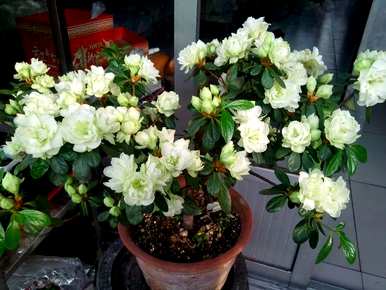 哪些品种的杜鹃花好养？
