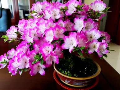 哪些品种的杜鹃花好养？