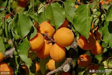 如何修剪杏树，如何修剪杏树