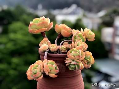 如何养多肉碧桃？