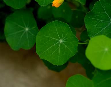 旱金莲的种植方法，如何种植旱金莲？