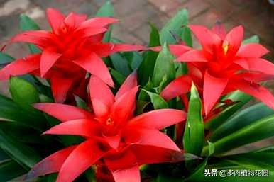 如何养活鸿运当头，水养绿植鸿运当头