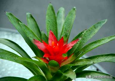 如何养活鸿运当头，水养绿植鸿运当头