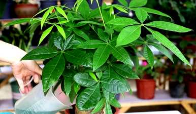 适合室内养殖四季开花的花，适合室内养殖的花有哪些？