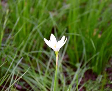 葱花的花语是什么，白花葱兰的花语是什么？