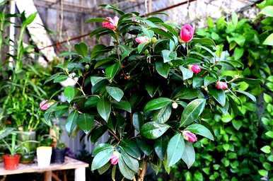 冬天怎么养茶花，冬天怎么养茶花？