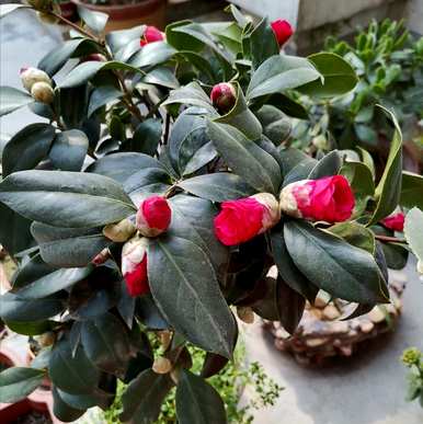 冬天怎么养茶花，冬天怎么养茶花？