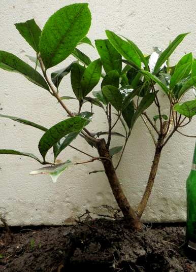 如何种植丹桂，浏阳丹桂种植基地
