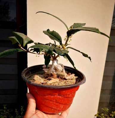 如何种植丹桂，浏阳丹桂种植基地