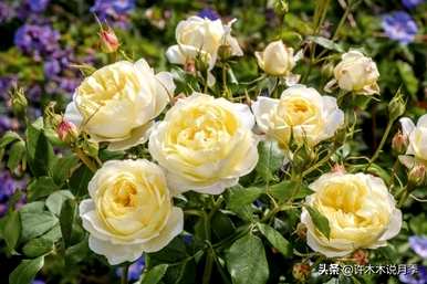 如何恢复玫瑰只剩杆，如何补救玫瑰只剩下的光杆？