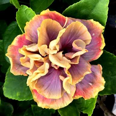 扶桑花掉芽怎么回事？扶桑花蕾容易掉落怎么回事？