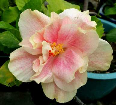 扶桑花掉芽怎么回事？扶桑花蕾容易掉落怎么回事？