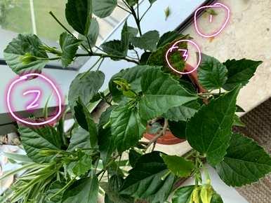 扶桑花掉芽怎么回事？扶桑花蕾容易掉落怎么回事？