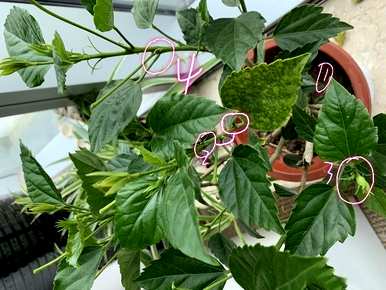 扶桑花掉芽怎么回事？扶桑花蕾容易掉落怎么回事？
