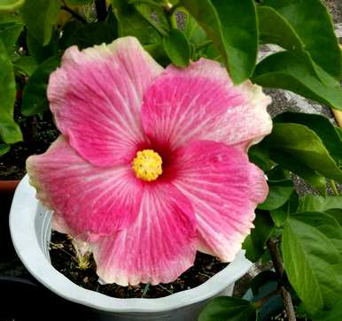 扶桑花掉芽怎么回事？扶桑花蕾容易掉落怎么回事？