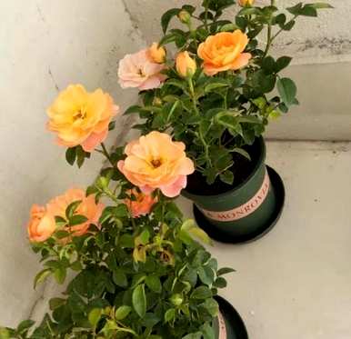 月季花什么时候开得好看，月季花什么时候开得最茂盛？