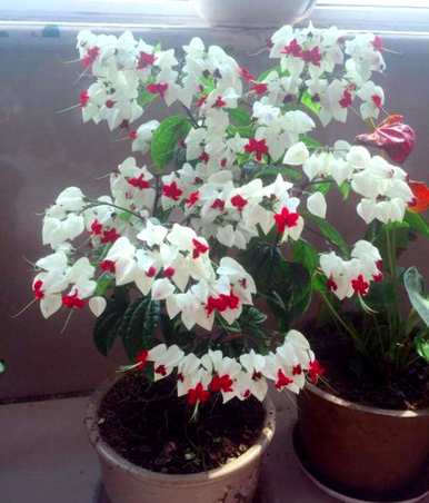 龙吐珠花怎么养不爬藤，龙吐珠花怎么养？