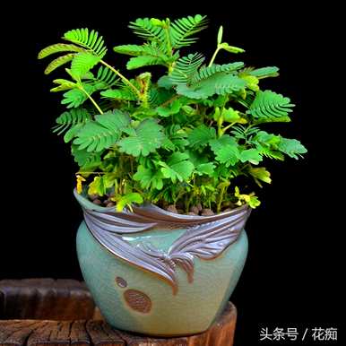 养活含羞草好吗？养活含羞草好吗？