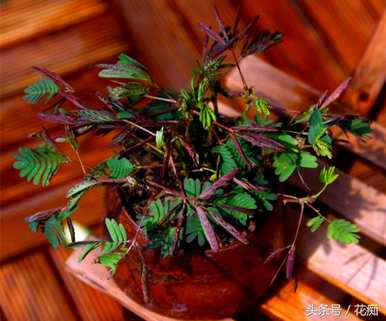 养活含羞草好吗？养活含羞草好吗？